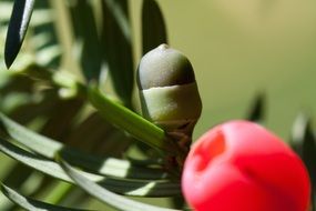 toxic red taxus seeds