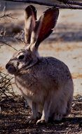 Black-Tailed Jackrabbit portrait