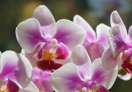 closeup photo of Phalaenopsis or orchid flowers