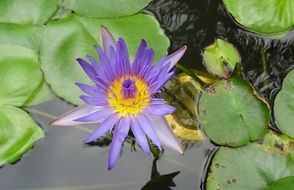 pond with purple water lily and green leaves