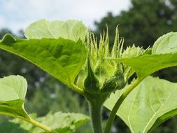 green unopened sunflower