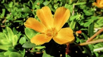 portulaca oleracea with orange flower