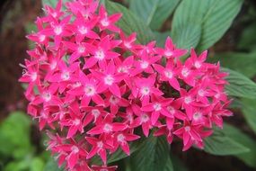 closeup picture of gorgeous and amazing pink Fragrant Blossoms