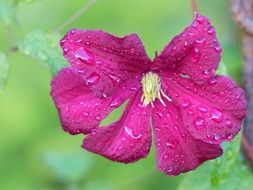 Raindrops on a Clematis close-up on blurred background