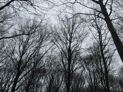 Trees in Forest upward view