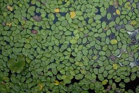 green water plant on the surface of the pond