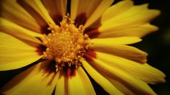 Yellow flower close-up against a dark background