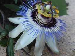 exotic passion flower in the garden