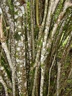 mossy spotted Tree Branches close up