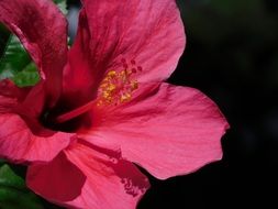 beautiful red Hibiscus Flower at dark background