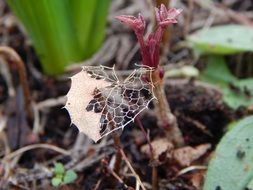 destroyed autumn leaf