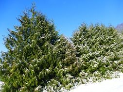 fir trees in winter
