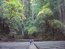 Redwoods Amphitheater Forest