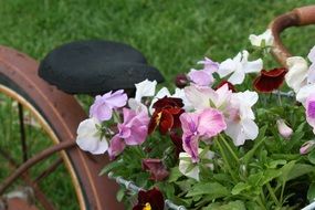 basket with flowers on a bicycle