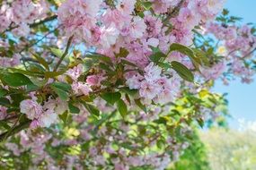 Flowering Tree at Spring