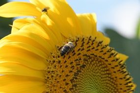 insects on a sunflower under the bright sun