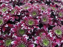 Picture of Chrysanthemum Blooms