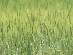 unripe wheat field