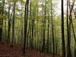 Forest Wood Trees