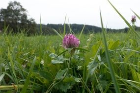 blooming clover in green grass close-up