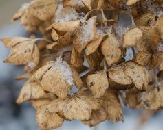 dry inflorescence of Hydrangea at Snowy Winter close-up on blurred background