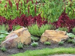 red plants on a background of stones