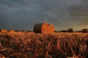 summer straw field in the sunset light