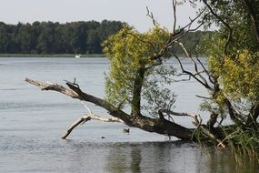 landsape of broken tree on a lake, brandenburg