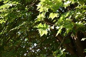 Green leaf forest