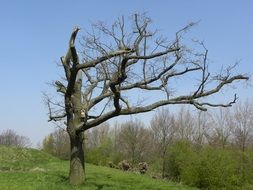 Tree Nature Trees Air Spring