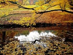 Picture of the water stream in autumn forest