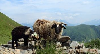 domestic lambs in the Alps mountain