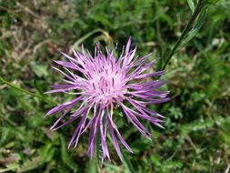 Flower Meadow Nature Blossom