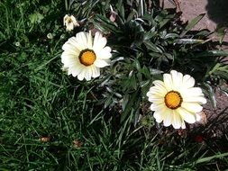 daisies in the flowerbed in the garden