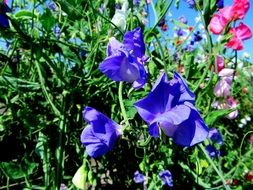 Lathyrus Flowers