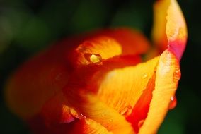yellow-orange tulip in drops of water close-up