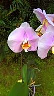 pink orchid on the street