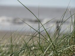 growing grass on a sand beach on a blurred background