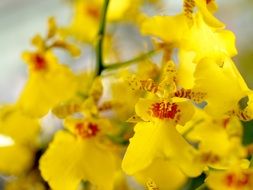 yellow orchids with red spots