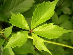 close-up photo of green leaf on a branch