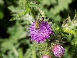 thistle with purple inflorescences