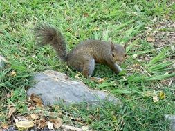 incredibly pretty Squirrel
