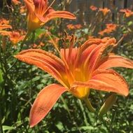 orange lily on a bush