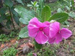 delightful delicate beauty red Lilac