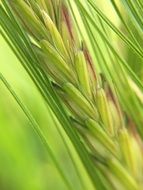 grass close up