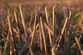 dry Straws on harvested field