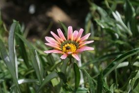 unmatched Flower