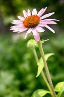 field camomile with pink petals close-up