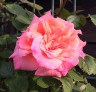 bush with pink rose