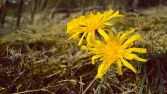 yellow flower herb bloom